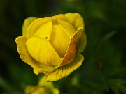 25 Trollius europaeus (Botton d'oro)